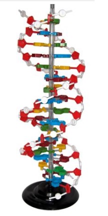 Mô hình cấu trúc không gian phân tử ADN